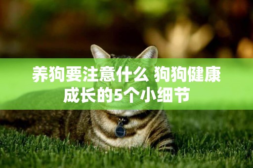 養狗要注意什么 狗狗健康成長的5個小細節