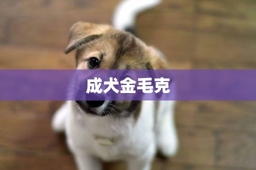 成犬金毛克