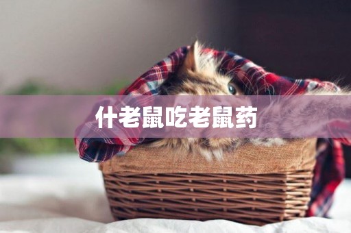 什老鼠吃老鼠藥