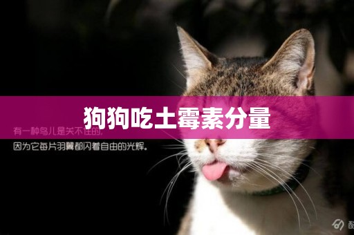 狗狗吃土霉素分量