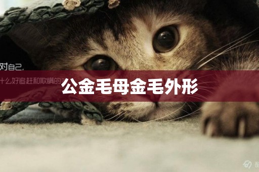 公金毛母金毛外形