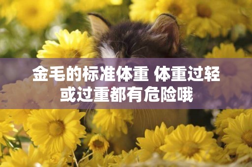 金毛的標準體重 體重過輕或過重都有危險哦