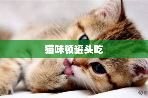 貓咪頓罐頭吃
