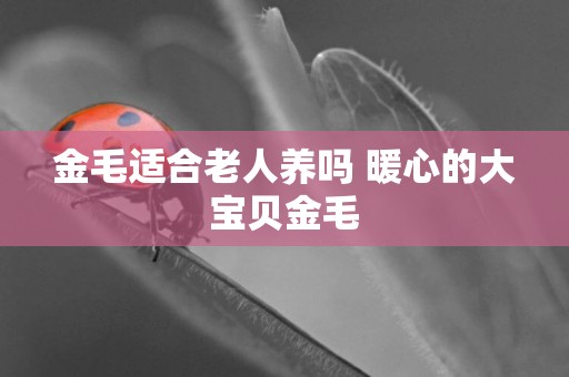 金毛適合老人養嗎 暖心的大寶貝金毛