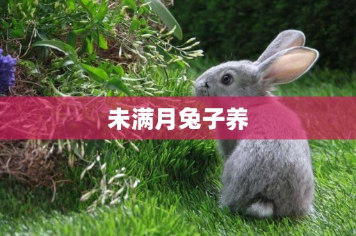 未滿月兔子養