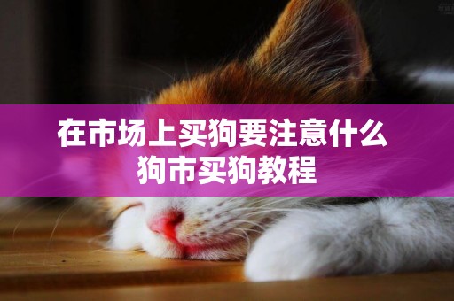 在市場上買狗要注意什么 狗市買狗教程