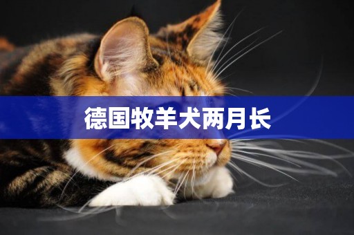 德國牧羊犬兩月長