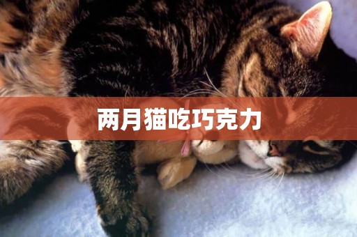 兩月貓吃巧克力