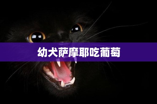 幼犬薩摩耶吃葡萄