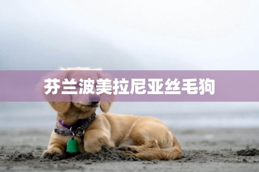 芬蘭波美拉尼亞絲毛狗