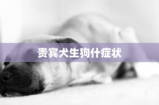 貴賓犬生狗什癥狀