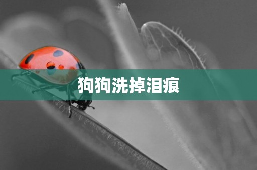 狗狗洗掉淚痕