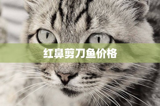 紅鼻剪刀魚價格