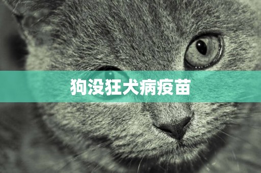 狗沒狂犬病疫苗