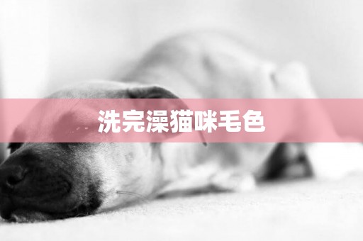 洗完澡貓咪毛色