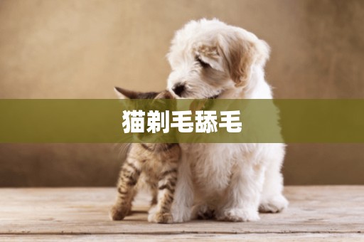 貓剃毛舔毛