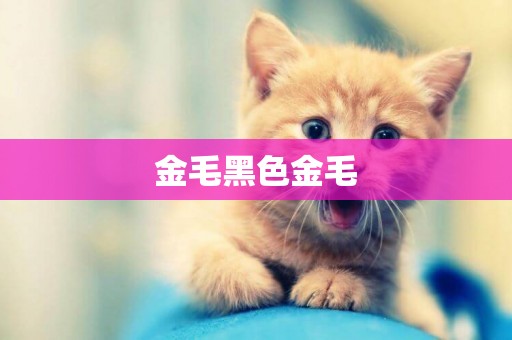 金毛黑色金毛