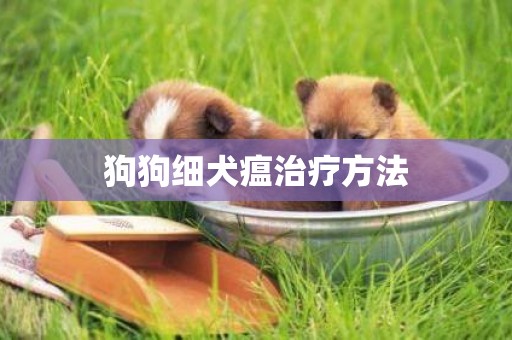 狗狗細犬瘟治療方法