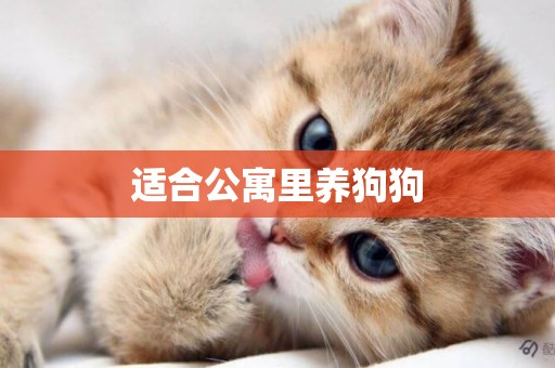適合公寓里養狗狗