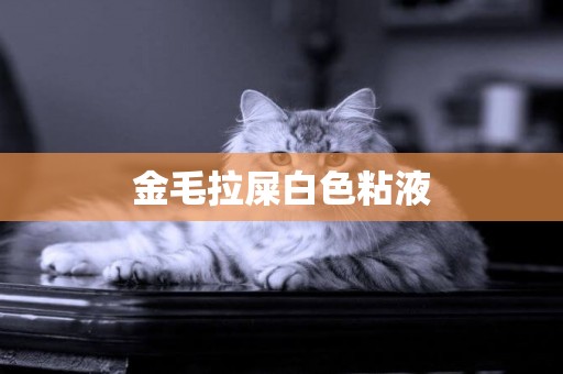 金毛拉屎白色粘液