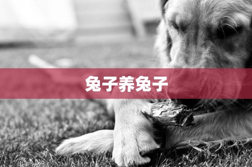 兔子養兔子