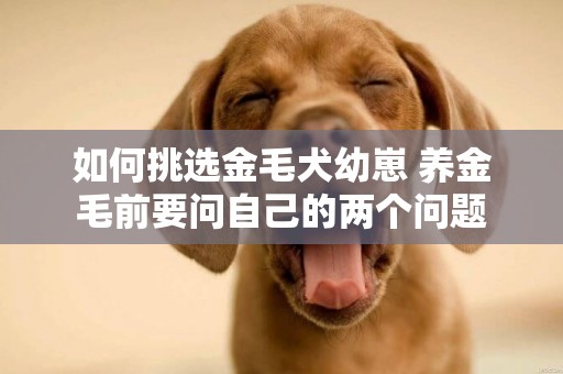 如何挑選金毛犬幼崽 養金毛前要問自己的兩個問題