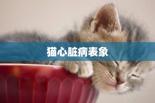 貓心臟病表象