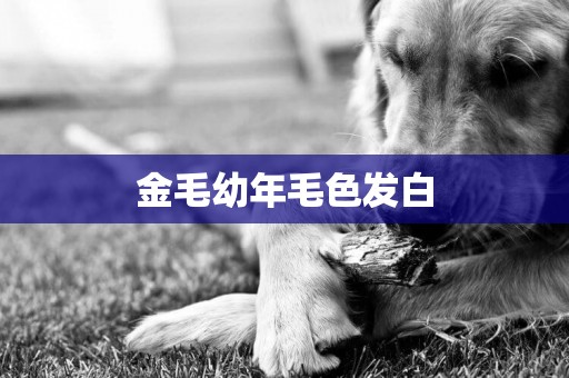金毛幼年毛色發白