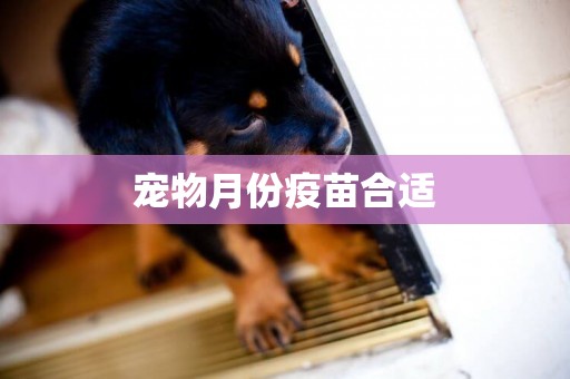 寵物月份疫苗合適