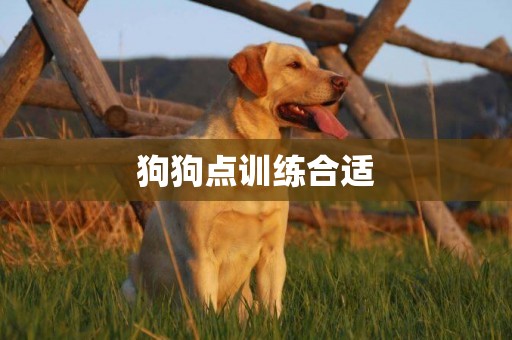 狗狗點訓練合適