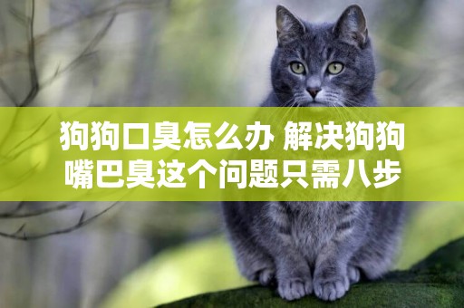 狗狗口臭怎么辦 解決狗狗嘴巴臭這個問題只需八步