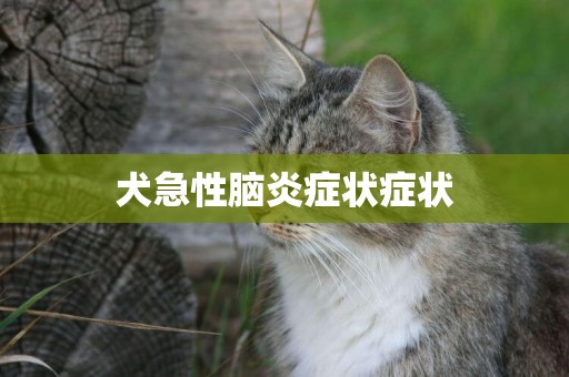 犬急性腦炎癥狀癥狀