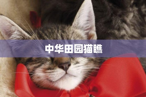 中華田園貓瞧