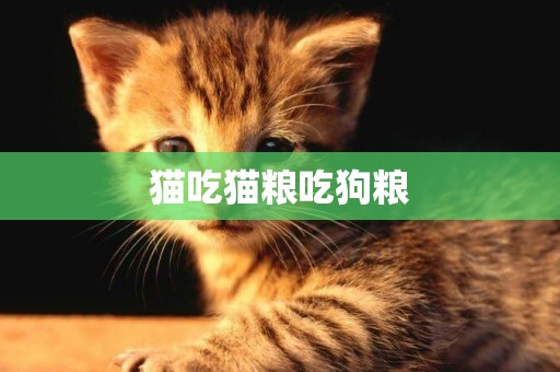 貓吃貓糧吃狗糧