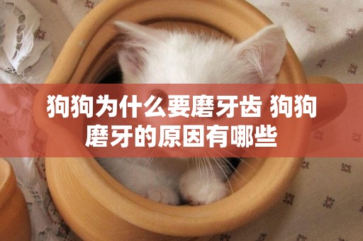 狗狗為什么要磨牙齒 狗狗磨牙的原因有哪些