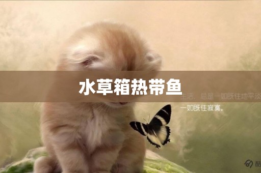 水草箱熱帶魚