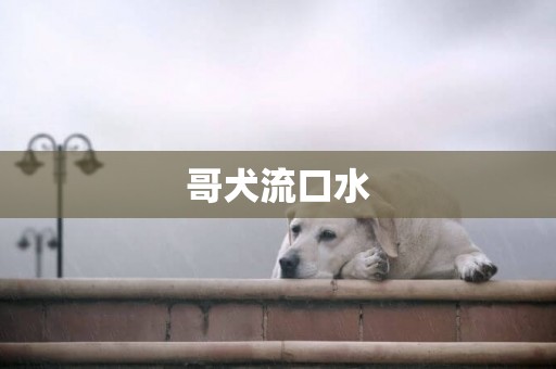 哥犬流口水