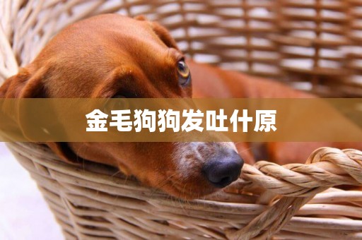 金毛狗狗發吐什原
