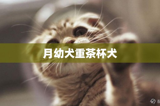 月幼犬重茶杯犬