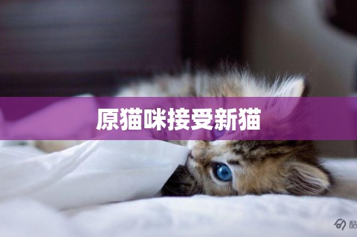 原貓咪接受新貓