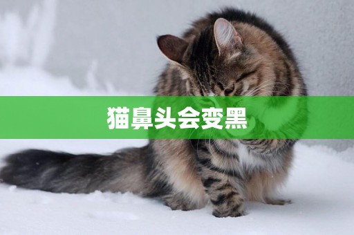 貓鼻頭會變黑