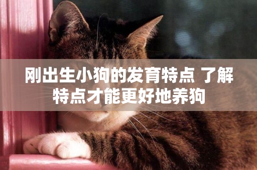 剛出生小狗的發育特點 了解特點才能更好地養狗