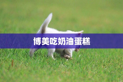博美吃奶油蛋糕