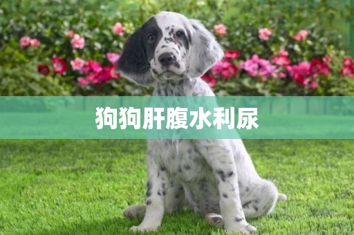 狗狗肝腹水利尿