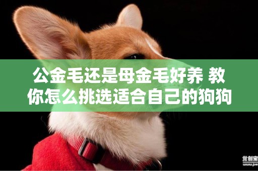 公金毛還是母金毛好養 教你怎么挑選適合自己的狗狗