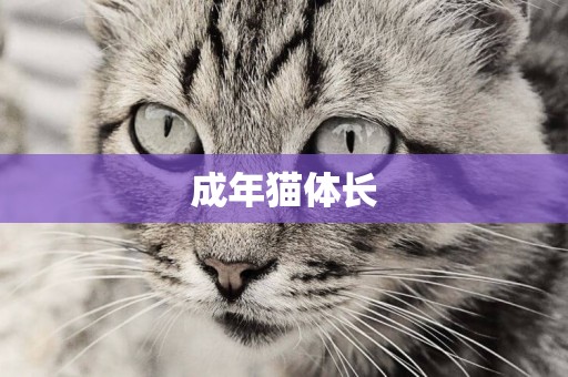 成年貓體長