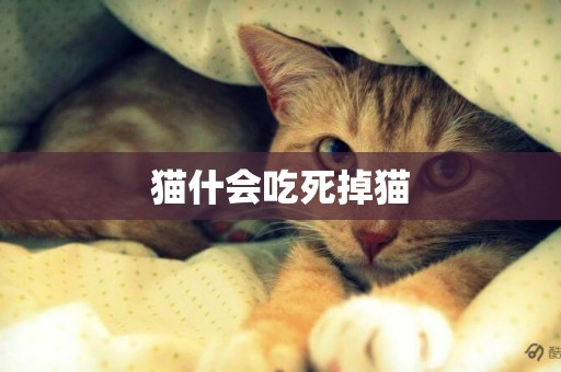 貓什會吃死掉貓