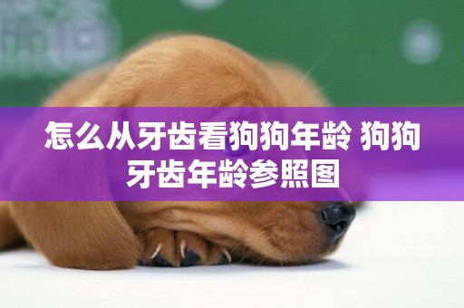 怎么從牙齒看狗狗年齡 狗狗牙齒年齡參照圖