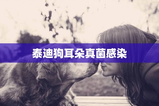泰迪狗耳朵真菌感染