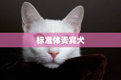 標準體貴賓犬
